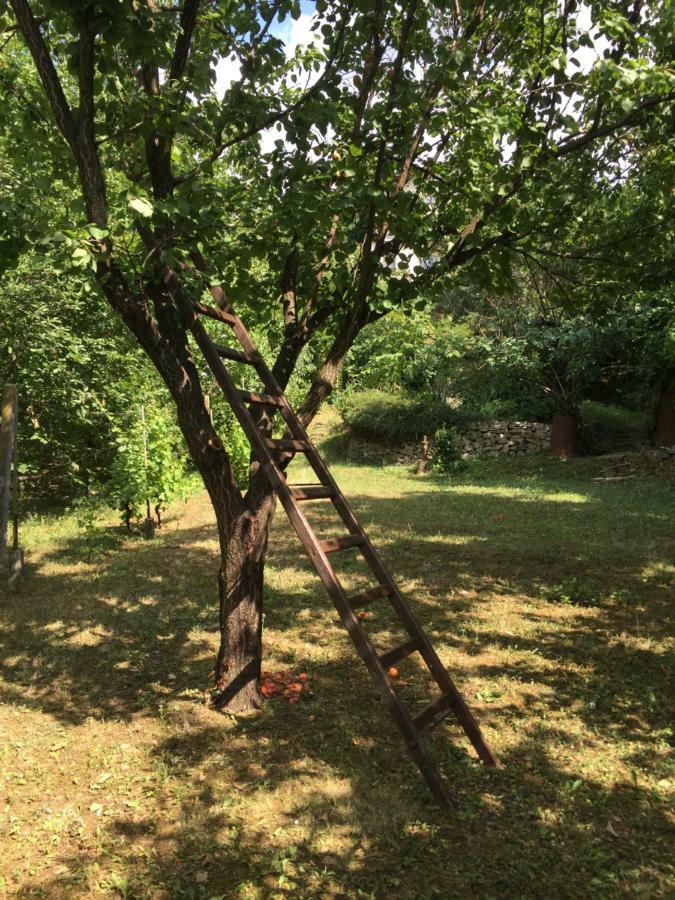 Pergola House In A Green Oasis With Fantastic View Lejlighed Petrovaradin Eksteriør billede